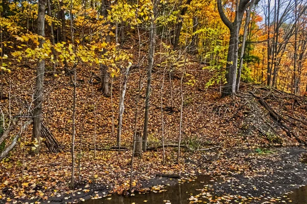 Sonbaharda Orman Dere Yakınlaşır Orta Ontario Kanada Sonbahar — Stok fotoğraf