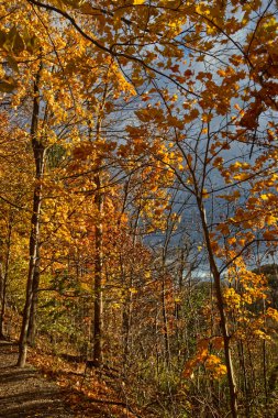 Arkasında karanlık gökyüzü ile altın yapraklar parlıyor. Orta Ontario, Kanada 'ya düşüyor.