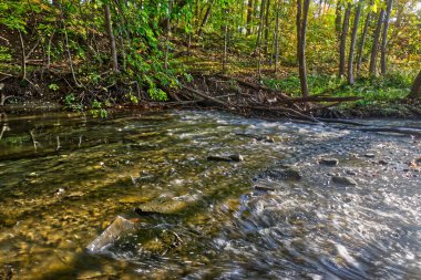 Akan nehir, sabah güneşiyle sarı renkte aydınlatılır - Kanada Merkez Ontario 'ya Sonbahar