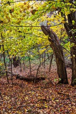 Sarı akçaağaç yaprakları tarafından ele geçirilen orman tabanı Orta Ontario, Kanada 'ya düşüyor.