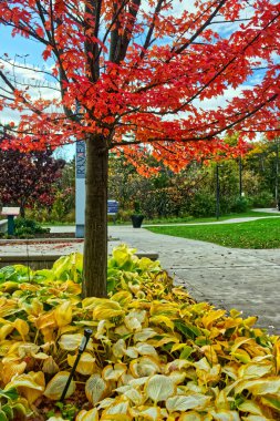 Şelale kırmızı yaprakları sarı mevsimlere eklenir - Orta Ontario, Kanada 'da Sonbahar