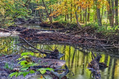 Sonbaharın güzel altın yaprakları nehirdeki kütükleri süsler Orta Ontario, Kanada 'da sonbahar