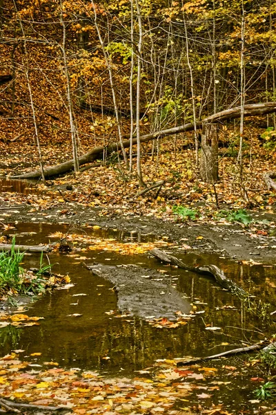 Stagnant Water Reflecting Fall Gold Fall Central Ontario Canada — Stock Photo, Image