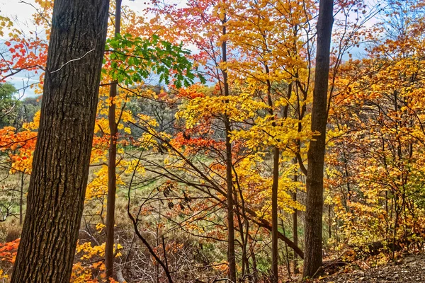 Tal Des Feuers Gelb Und Rot Herbst Central Ontario Kanada — Stockfoto