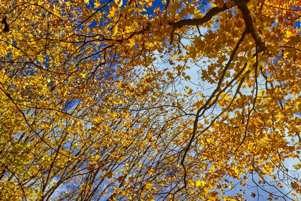 Splash Gold Blue Sky Clouds Πτώση Στο Κεντρικό Οντάριο Του — Φωτογραφία Αρχείου