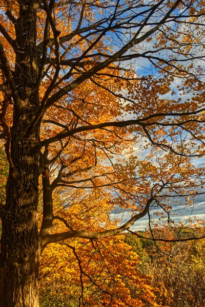 目に見える限り黄色の支配 カナダ オンタリオ州中央部の秋 — ストック写真