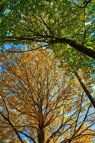 Contraste Colores Amarillo Verde Caída Centro Ontario Canadá — Foto de Stock