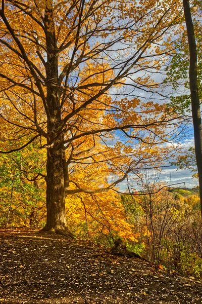 Otoño Oro Pantalla Completa Otoño Centro Ontario Canadá — Foto de Stock