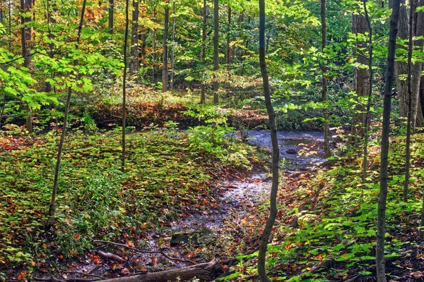 Streamen Door Jungle Herfst Centraal Ontario Canada — Stockfoto