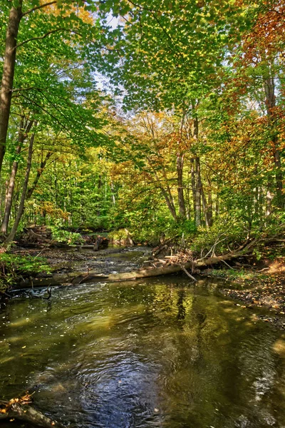 Onderlinge Afhankelijkheid Van Natuur Volle Huilen Herfst Herfst Centraal Ontario — Stockfoto