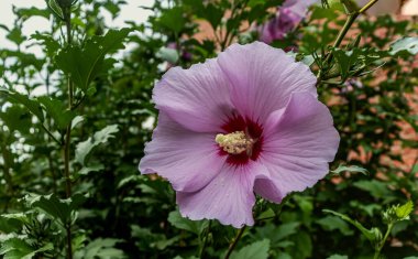 Yazın pembe bir amberin panoramik görüntüsü, Mississauga, On, Kanada