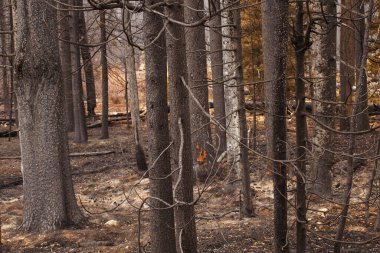 Yangın Ormanı 'nı yerle bir etti, Grand Teton Ulusal Parkı, WY, ABD
