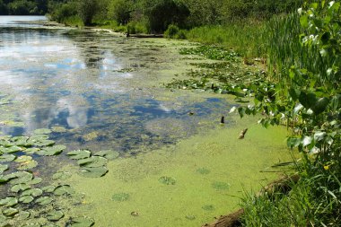 Ontario, Kanada 'daki Lotus göleti