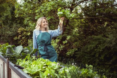Mavi gömlekli ve yeşil önlüklü genç sarışın kadın sebze tarlasından uzatılmış turp topluyor.