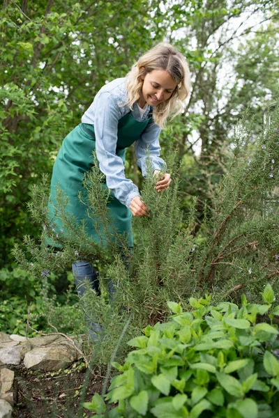 Νεαρή Ξανθιά Γυναίκα Συγκομιδή Βοτάνων Στον Κήπο Της — Φωτογραφία Αρχείου