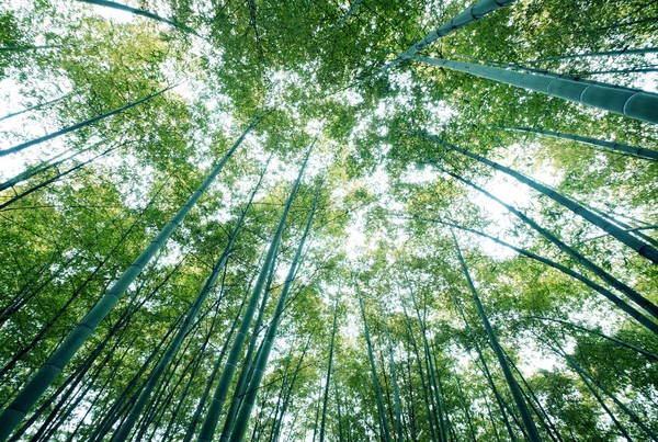 대나무 숲 — 스톡 사진
