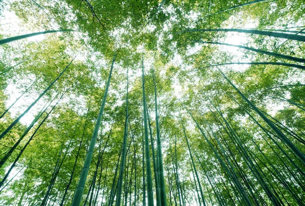 ป่าไผ่ — ภาพถ่ายสต็อก