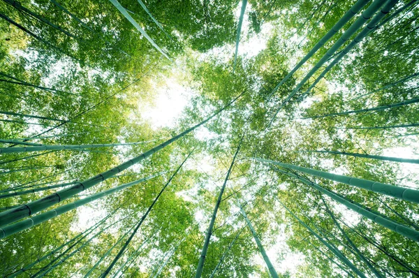 Floresta de bambu — Fotografia de Stock