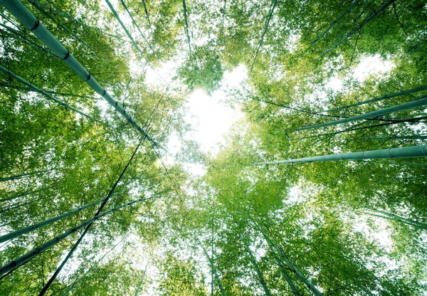 Floresta de bambu — Fotografia de Stock