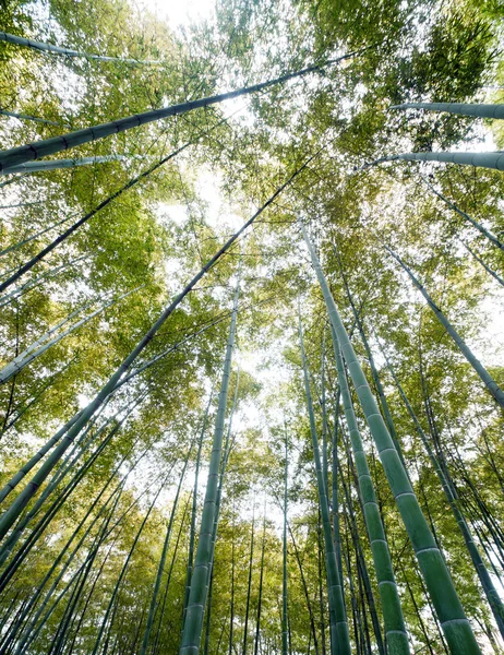 Bosque de bambú — Foto de Stock