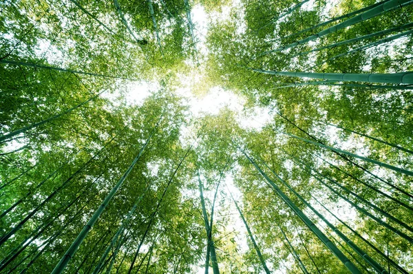 Bambu ormanı — Stok fotoğraf