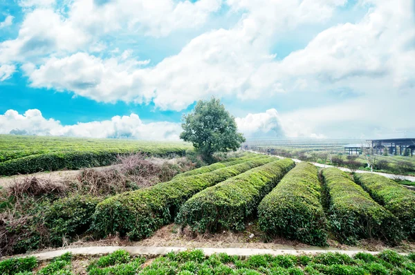 Яркий зеленый чайный сад на холме — стоковое фото