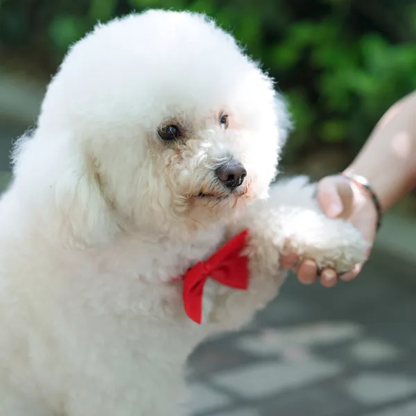 Friendship between human and dog - shaking hand and paw — Stock Photo, Image