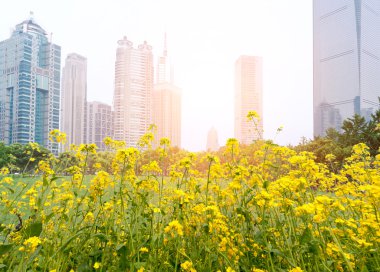 açık yollar shanghai