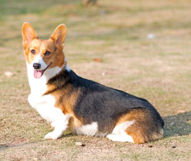 Galce corgi pembroke