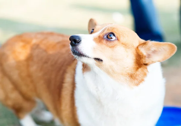 Welsh Corgi Pembroke — Stock Photo, Image