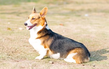Galce corgi pembroke