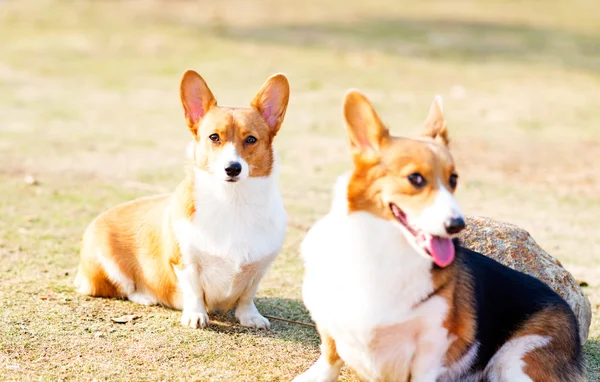 Welsh Corgi Pembroke — Stock Photo, Image