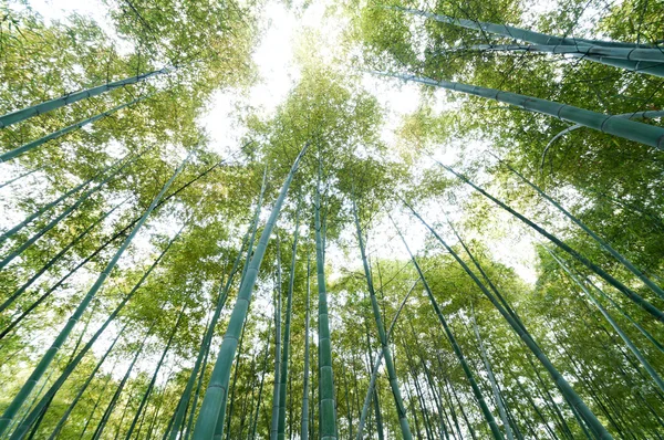 Bambuskog — Stockfoto