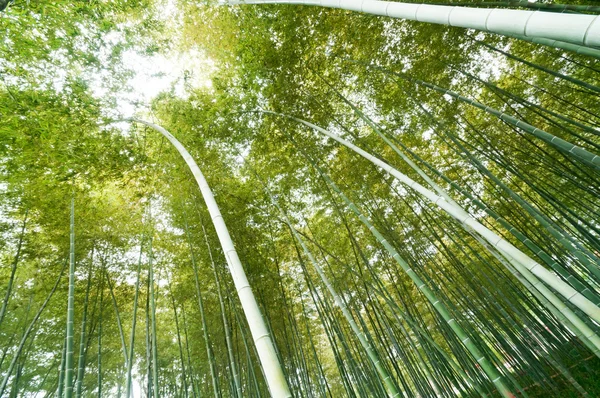 Бамбуковый лес с утренним солнцем — стоковое фото