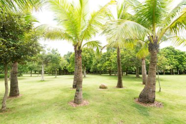 Palmiyeli tropikal orman