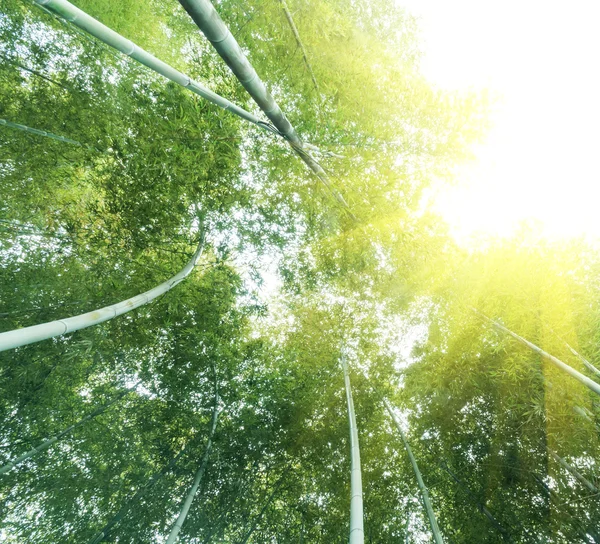 Bamboo forest — Stock Photo, Image