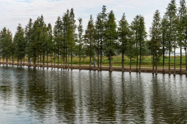 Parktaki göletin çevresi yemyeşil