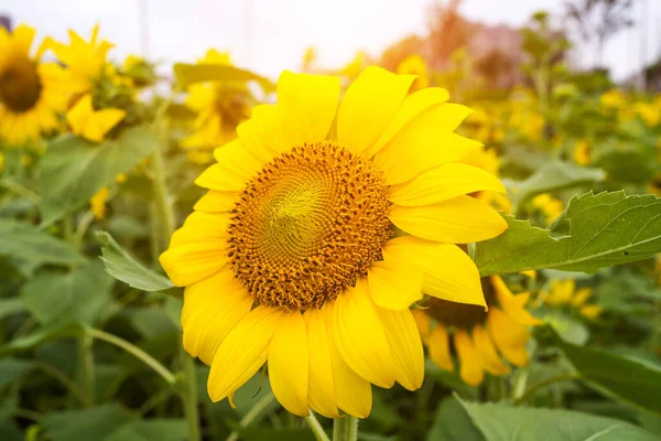Yellow Sunflower Sunset Light Close Sunflower Close Yellow Big Flower — Stock Photo, Image
