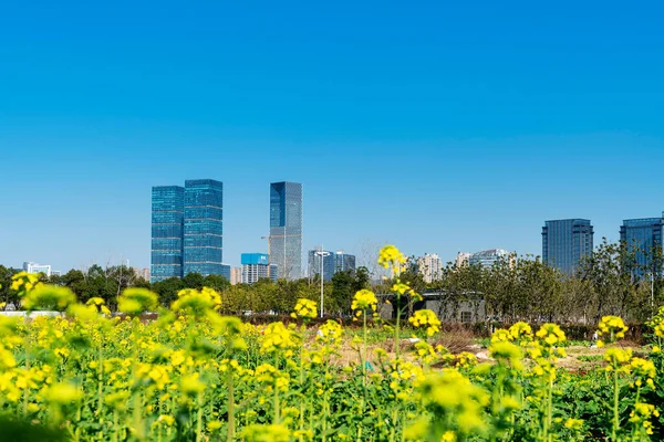 Flower Field Park City Center Modern City — Stock Photo, Image