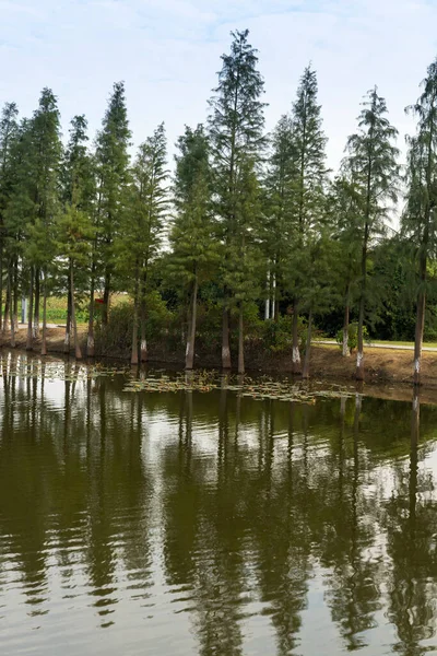 Buja Zöldebb Körül Parkban — Stock Fotó