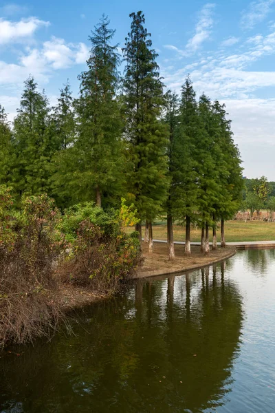 Exuberante Más Verde Alrededor Del Estanque Parque — Foto de Stock