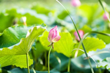 Havuzda bir güzel pembe nilüfer veya lotus çiçeği