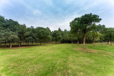 Yeşil şehir parkının güzel manzarası