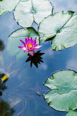 Yakın plan güzel nilüfer çiçeği ve gölde yeşil yaprak, saf doğa arka plan