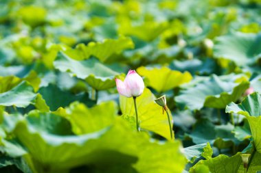 Havuzda bir güzel pembe nilüfer veya lotus çiçeği