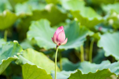 Havuzda bir güzel pembe nilüfer veya lotus çiçeği