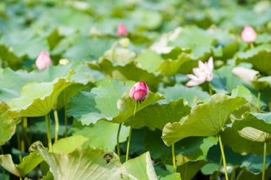 Havuzda bir güzel pembe nilüfer veya lotus çiçeği