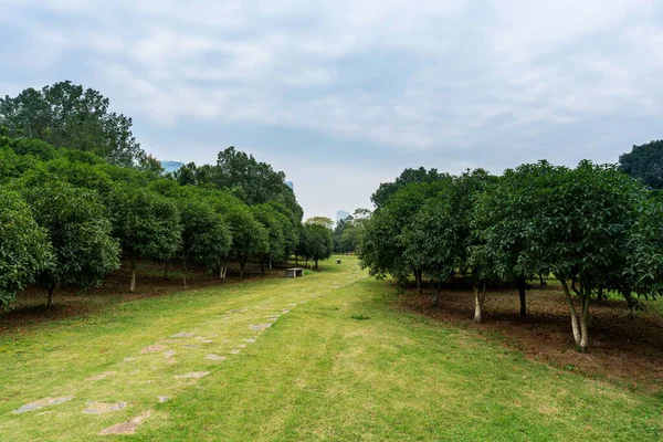 Prachtig Panorama Van Groen Stadspark — Stockfoto