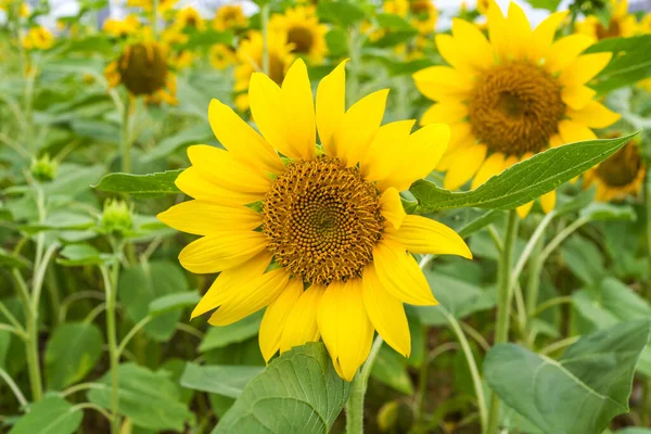 Yellow Sunflower Sunset Light Close Sunflower Close Yellow Big Flower — Stock Photo, Image