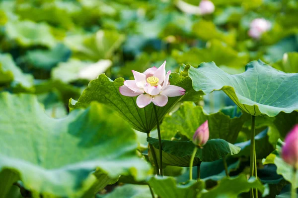 Havuzda bir güzel pembe nilüfer veya lotus çiçeği